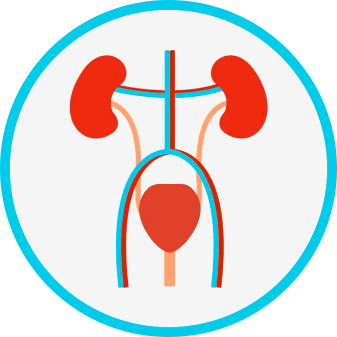 Az urogenitális rendszer anatómiája